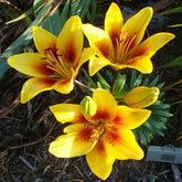 Hectarul - Bulbi de crini asiatic Grand Cru, 2 bulbi